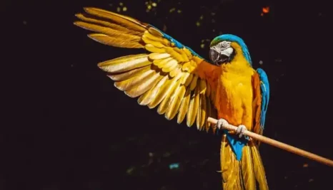 Parrot 4.9 Released: A Kali Linux Alternative For Ethical Hacking